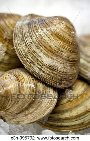 Clams View Large Photo Image Stock Image - Clams. Fotosearch