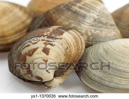 CLAMS venerupis sp AGAINST WHITE BACKGROUND View Large Photo Image Stock Photography - CLAMS venerupis sp AGAINST WHITE BACKGROUND. Fotosearch