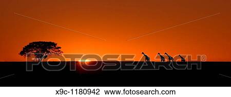 Classic Africa View Large Photo Image Stock Image - Classic Africa. Fotosearch