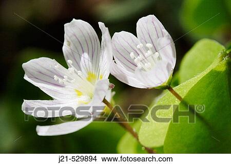 Clay (Oxalis acetosella), Teuchl, Molltal, mountains Hohe Tauern, Carinthia (K? rnten), Austria, Alps, Europe. spring View Large Photo Image Picture - Clay (Oxalis acetosella), Teuchl, Molltal, mountains Hohe Tauern, Carinthia (K? rnten), Austria, Alps, Europe. spring. Fotosearch