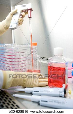 Clean room, preparing cultures in laminar flow cabinet, Medio DMEM (Dulbeco's Modified Eagle's Medium), biopharmaceutical lab, development and production of innovative drugs using adult stem cells, Cellerix, Grupo Genetrix, Madrid View Large Photo Image Stock Photograph - Clean room, preparing cultures in laminar flow cabinet, Medio DMEM (Dulbeco's Modified Eagle's Medium), biopharmaceutical lab, development and production of innovative drugs using adult stem cells, Cellerix, Grupo Genetrix, Madrid. Fotosearch