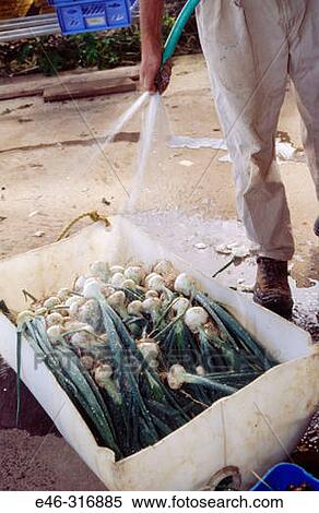 Stock Photography - Cleaning onions in an organic farm. Fotosearch