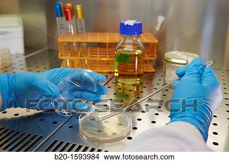 Cleanroom Microbiology Routine activities in laminar flow cabinet for microbiological analysis, Biotechnology Laboratory, Health Area, Alava Technology Park, Technology Centre, Tecnalia Research & Innovation, Miano, Araba, Basque Country, Spain View Large Photo Image Picture - Cleanroom Microbiology Routine activities in laminar flow cabinet for microbiological analysis, Biotechnology Laboratory, Health Area, Alava Technology Park, Technology Centre, Tecnalia Research & Innovation, Miano, Araba, Basque Country, Spain. Fotosearch