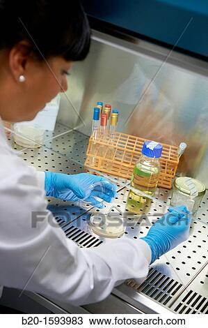 Cleanroom Microbiology Routine activities in laminar flow cabinet for microbiological analysis, Biotechnology Laboratory, Health Area, Alava Technology Park, Technology Centre, Tecnalia Research & Innovation, Miano, Araba, Basque Country, Spain View Large Photo Image Stock Image - Cleanroom Microbiology Routine activities in laminar flow cabinet for microbiological analysis, Biotechnology Laboratory, Health Area, Alava Technology Park, Technology Centre, Tecnalia Research & Innovation, Miano, Araba, Basque Country, Spain. Fotosearch