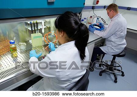 Cleanroom Microbiology Routine activities in laminar flow cabinet for microbiological analysis, Biotechnology Laboratory, Health Area, Alava Technology Park, Technology Centre, Tecnalia Research & Innovation, Miano, Araba, Basque Country, Spain View Large Photo Image Stock Photograph - Cleanroom Microbiology Routine activities in laminar flow cabinet for microbiological analysis, Biotechnology Laboratory, Health Area, Alava Technology Park, Technology Centre, Tecnalia Research & Innovation, Miano, Araba, Basque Country, Spain. Fotosearch