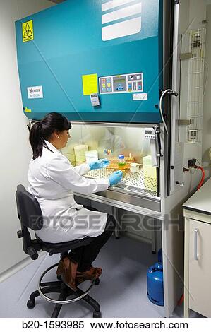 Cleanroom Microbiology Routine activities in laminar flow cabinet for microbiological analysis, Biotechnology Laboratory, Health Area, Alava Technology Park, Technology Centre, Tecnalia Research & Innovation, Miano, Araba, Basque Country, Spain View Large Photo Image Stock Photography - Cleanroom Microbiology Routine activities in laminar flow cabinet for microbiological analysis, Biotechnology Laboratory, Health Area, Alava Technology Park, Technology Centre, Tecnalia Research & Innovation, Miano, Araba, Basque Country, Spain. Fotosearch