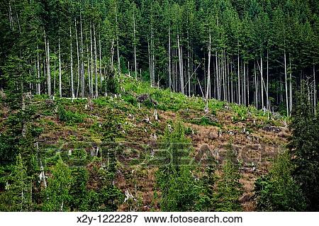 Stock Photo - Clearcutting along the Campell River, British Colombia, Canada. Fotosearch