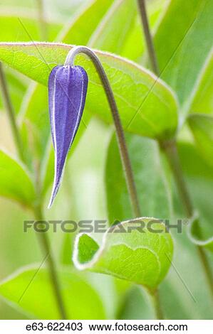 Stock Image - Clematis (Clematis integrifolia)? Indigo Blue?. Wellington, Ontario, Canada. Fotosearch