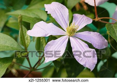 Clematis flower close up View Large Photo Image Stock Image - Clematis flower close up. Fotosearch