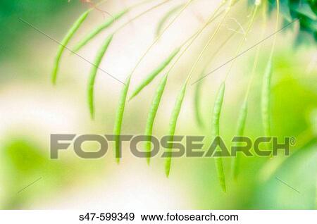 Cleome Seed Pods Pattern (Cleome hassleriana). July 2005. Maryland, USA View Large Photo Image Stock Photo - Cleome Seed Pods Pattern (Cleome hassleriana). July 2005. Maryland, USA. Fotosearch