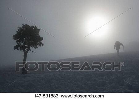 Climbing a snow-covered hill, backlight, lonely tree View Large Photo Image Stock Image - Climbing a snow-covered hill, backlight, lonely tree. Fotosearch
