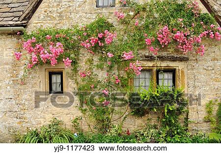 Climbing rose, Bibury, Gloucestershire Cotswolds, UK View Large Photo Image Stock Image - Climbing rose, Bibury, Gloucestershire Cotswolds, UK. Fotosearch