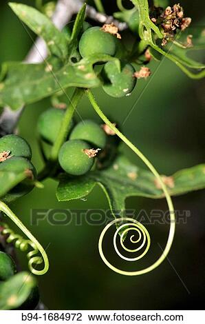 Climbing stem of Red bryony (Bryonia dioica, fam. Cucurbitaceae). Osseja, Languedoc-Roussillon, Pyrenees Orientales, France View Large Photo Image Stock Image - Climbing stem of Red bryony (Bryonia dioica, fam. Cucurbitaceae). Osseja, Languedoc-Roussillon, Pyrenees Orientales, France. Fotosearch