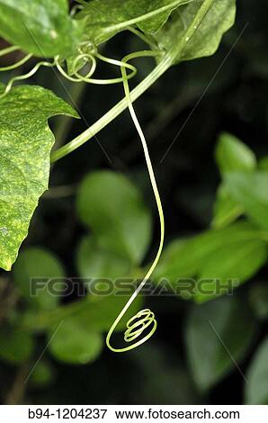 Climbing stem of Red bryony (Bryonia dioica, fam. Cucurbitaceae). Osseja, Languedoc-Roussillon, Pyrenees Orientales, France View Large Photo Image Stock Photo - Climbing stem of Red bryony (Bryonia dioica, fam. Cucurbitaceae). Osseja, Languedoc-Roussillon, Pyrenees Orientales, France. Fotosearch