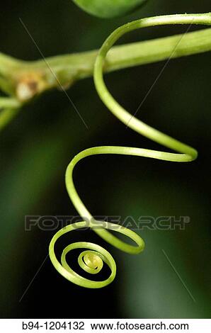 Climbing stems of Bryonia dioica, Red bryony. Fam. Cucurbitaceae. Osseja, Languedoc-Roussillon, Pyrenees Orientales, France View Large Photo Image Stock Image - Climbing stems of Bryonia dioica, Red bryony. Fam. Cucurbitaceae. Osseja, Languedoc-Roussillon, Pyrenees Orientales, France. Fotosearch