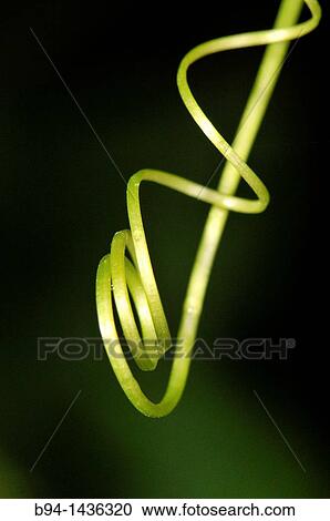 Climbing stems of Bryonia dioica, Red bryony. Fam. Cucurbitaceae. Osseja. Languedoc Roussillon. Pyr? n? es Orientales. France View Large Photo Image Stock Image - Climbing stems of Bryonia dioica, Red bryony. Fam. Cucurbitaceae. Osseja. Languedoc Roussillon. Pyr? n? es Orientales. France. Fotosearch