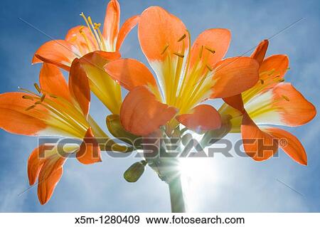 Clivia miniata View Large Photo Image Stock Photo - Clivia miniata. Fotosearch