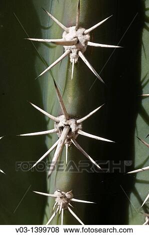 Close-Up at cactus thorns View Large Photo Image Stock Photo - Close-Up at cactus thorns. Fotosearch