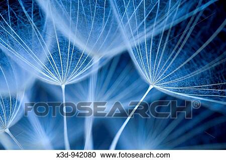 Close up Dandelion seed head Taraxacum officinale View Large Photo Image Stock Image - Close up Dandelion seed head Taraxacum officinale. Fotosearch