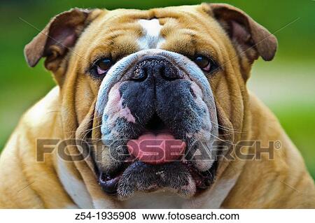 Stock Photo - Close-up english bulldog. Fotosearch
