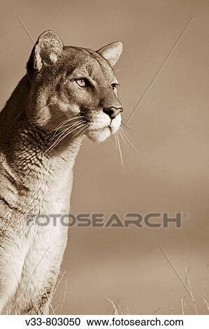 Close up Expression of a Mountain Lion sepia View Large Photo Image Stock Image - Close up Expression of a Mountain Lion sepia. Fotosearch
