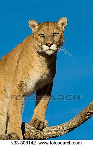 Close up Expression of a Mountain Lion View Large Photo Image Stock Image - Close up Expression of a Mountain Lion. Fotosearch