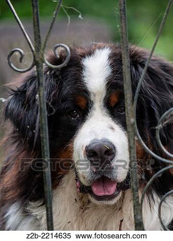 Close up face and head of a Bernese Mountain Dog View Large Photo Image Stock Photography - Close up face and head of a Bernese Mountain Dog. Fotosearch