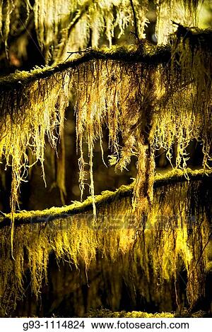 close up moss View Large Photo Image Picture - close up moss. Fotosearch