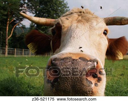 Close-up od cow in Poland View Large Photo Image Stock Photography - Close-up od cow in Poland. Fotosearch