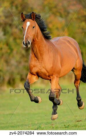 Close-up of a Bavarian Warmblood horse on a meadow in autumn, Bavaria, Germany View Large Photo Image Picture - Close-up of a Bavarian Warmblood horse on a meadow in autumn, Bavaria, Germany. Fotosearch