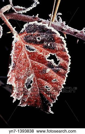 Close up of a blackberry leaf Rubus fruticosis aggregate on a cold winters morning edged with a thick coating of frost View Large Photo Image Stock Photo - Close up of a blackberry leaf Rubus fruticosis aggregate on a cold winters morning edged with a thick coating of frost. Fotosearch