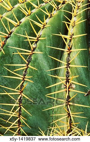 Stock Photo - Close up of a Blue Barrel Cactus Ferocatus glaucescens. Fotosearch