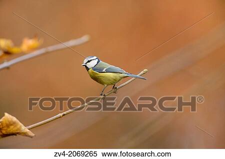 Close-up of a Blue Tit (Cyanistes caeruleus or Parus caeruleus) in autumn in the bavarian forest. View Large Photo Image Stock Photography - Close-up of a Blue Tit (Cyanistes caeruleus or Parus caeruleus) in autumn in the bavarian forest.. Fotosearch