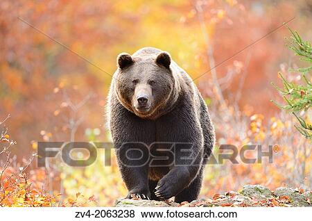 Close-up of a brown bear (Ursus arctos) in autumn in the bavarian forest. View Large Photo Image Stock Photo - Close-up of a brown bear (Ursus arctos) in autumn in the bavarian forest.. Fotosearch