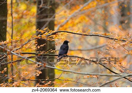 Close-up of a Carrion Crow (Corvus corone) in autumn in the bavarian forest. View Large Photo Image Picture - Close-up of a Carrion Crow (Corvus corone) in autumn in the bavarian forest.. Fotosearch
