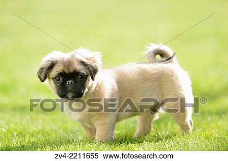 Close-up of a chug (Chihuahua and pug mix) dog puppy on a meadow in spring. View Large Photo Image Stock Photography - Close-up of a chug (Chihuahua and pug mix) dog puppy on a meadow in spring.. Fotosearch