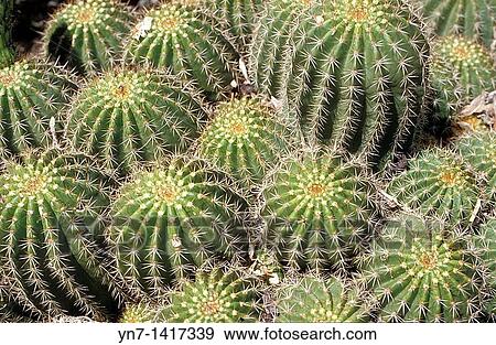 Close up of a cluster of cacti heads Family Cactaceae with their sharp spines View Large Photo Image Stock Photo - Close up of a cluster of cacti heads Family Cactaceae with their sharp spines. Fotosearch
