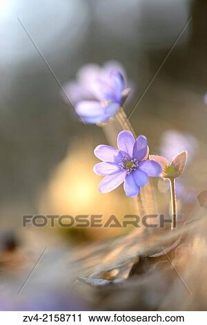 Stock Image - Close-up of a Common Hepatica (Anemone hepatica) blossoms in a forest on a sunny evening in spring.. Fotosearch