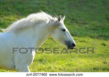 Close-up of a Connemara horse running on a big paddock, Germany. View Large Photo Image Stock Image - Close-up of a Connemara horse running on a big paddock, Germany.. Fotosearch