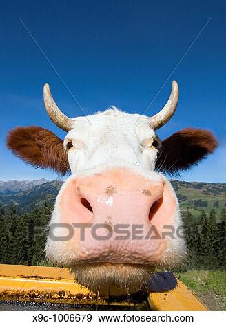 Close up of a Cow View Large Photo Image Stock Photo - Close up of a Cow. Fotosearch