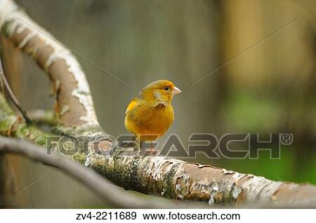 Close-up of a Domestic Canary (Serinus canaria domestica) on a branch. View Large Photo Image Stock Photo - Close-up of a Domestic Canary (Serinus canaria domestica) on a branch.. Fotosearch