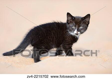 Close-up of a domestic cat (Felis silvestris catus) kitten in spring View Large Photo Image Stock Image - Close-up of a domestic cat (Felis silvestris catus) kitten in spring. Fotosearch