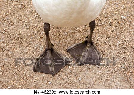 Close up of a ducks feet View Large Photo Image Stock Photography - Close up of a ducks feet. Fotosearch
