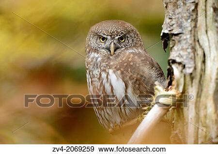 Close-up of a Eurasian Pygmy Owl (Glaucidium passerinum) in autumn in the bavarian forest. View Large Photo Image Stock Photo - Close-up of a Eurasian Pygmy Owl (Glaucidium passerinum) in autumn in the bavarian forest.. Fotosearch