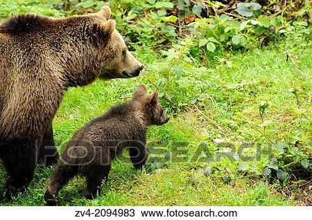 Close-up of a european brown bear (Ursus arctos) mother with her cub in the Bavarian Forest, Germany View Large Photo Image Stock Image - Close-up of a european brown bear (Ursus arctos) mother with her cub in the Bavarian Forest, Germany. Fotosearch