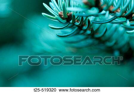 Close Up Of A Fir Branch View Large Photo Image Stock Image - Close Up Of A Fir Branch. Fotosearch