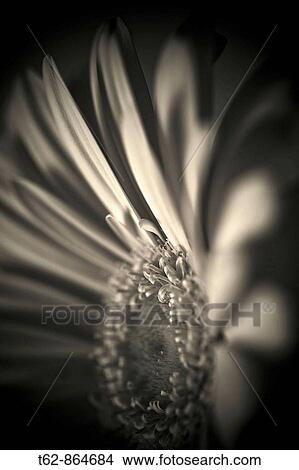 Close-up of a flower: Gerbera, African Margarita Gerbera jamesonii View Large Photo Image Picture - Close-up of a flower: Gerbera, African Margarita Gerbera jamesonii. Fotosearch