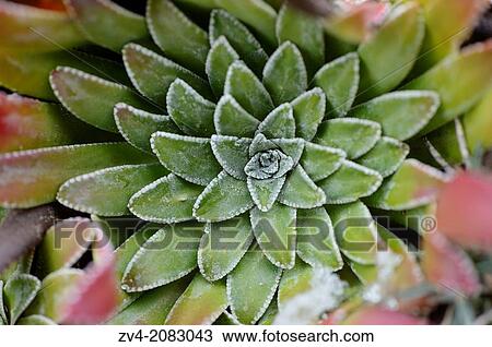 Close-up of a frozen Petrophyte. View Large Photo Image Stock Image - Close-up of a frozen Petrophyte.. Fotosearch