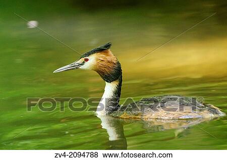 Stock Photo - Close-up of a Great Crested Grebe (Podiceps cristatus) bird swimming in the water. Fotosearch