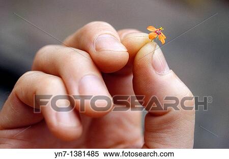close up of a hand holding a very small orange flower View Large Photo Image Stock Photography - close up of a hand holding a very small orange flower. Fotosearch